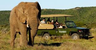 Shamwari Logo